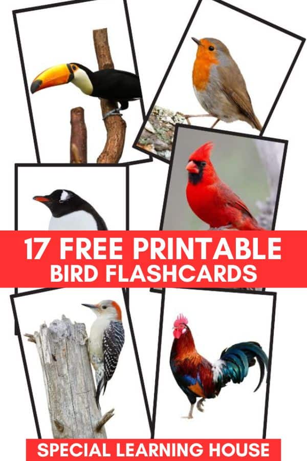 17 Free Printable Bird Flashcards - Special Learning House 17-free-printable-bird-flashcards-special-learning-house